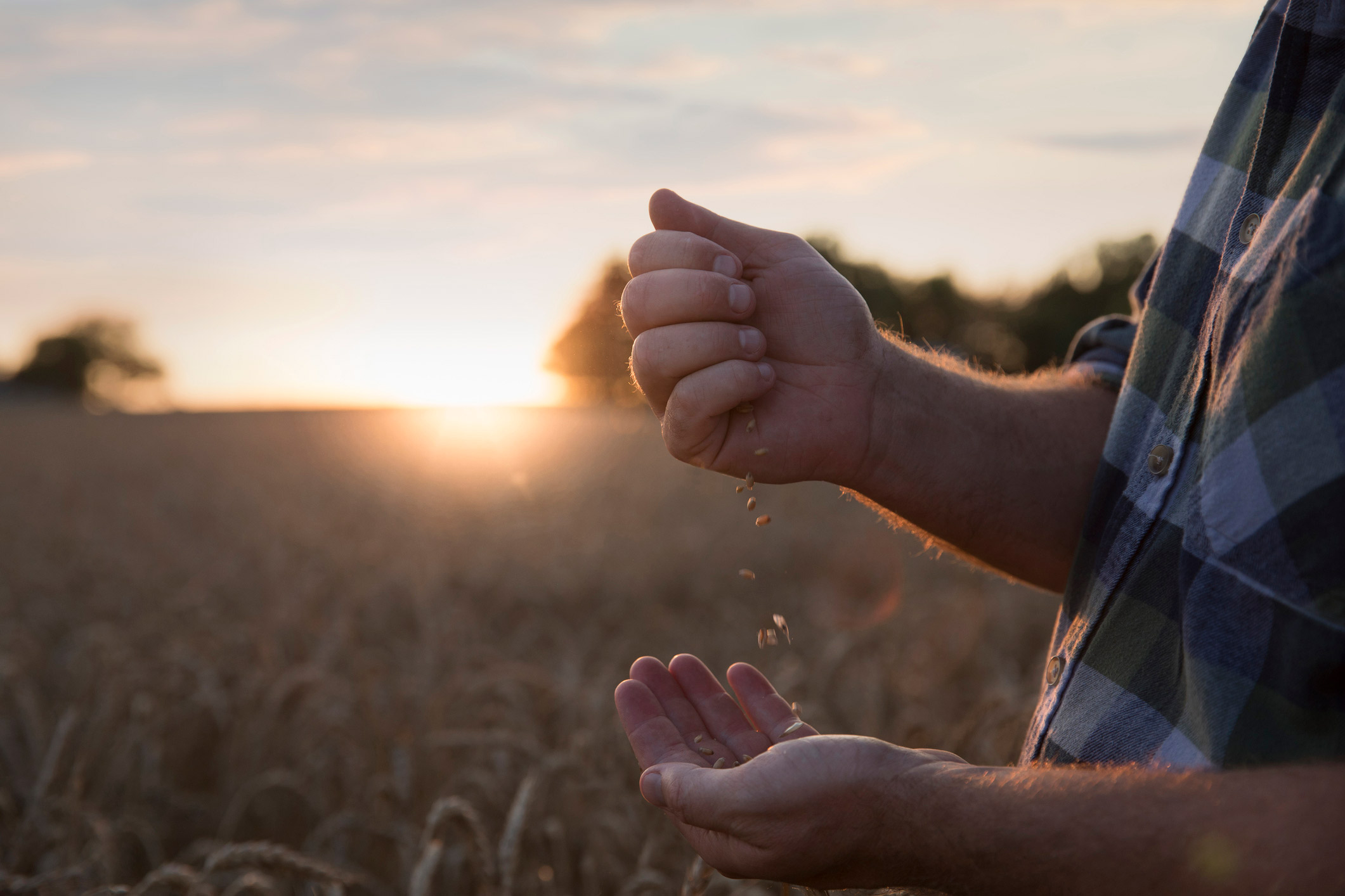 Man pouring seeds from one hand into another in a field